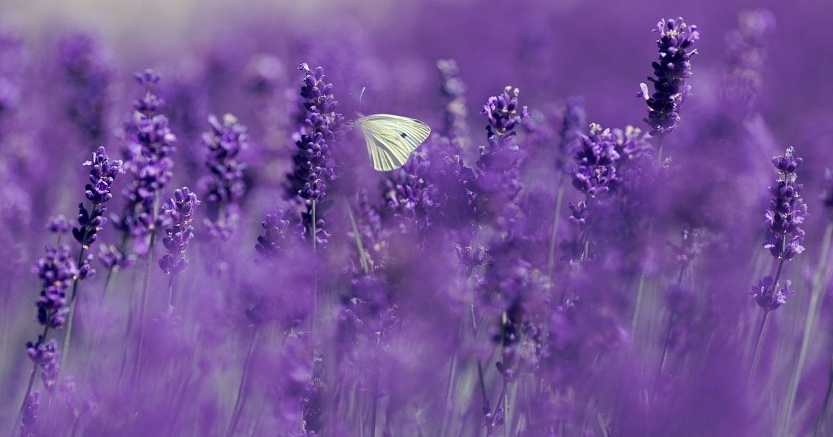 トモフォビアの症状は何ですか?