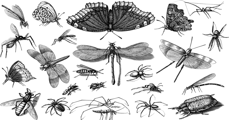 トモフォビアとは何ですか?